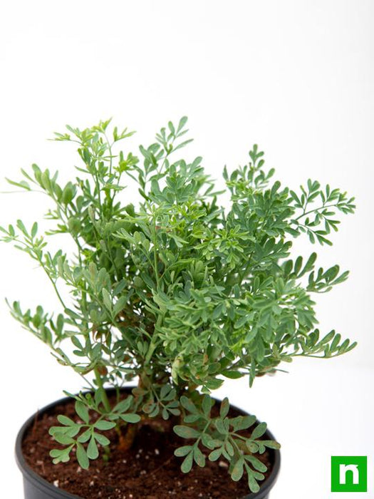 herb - plant