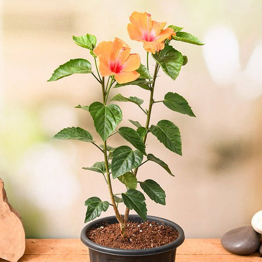 hibiscus - plant