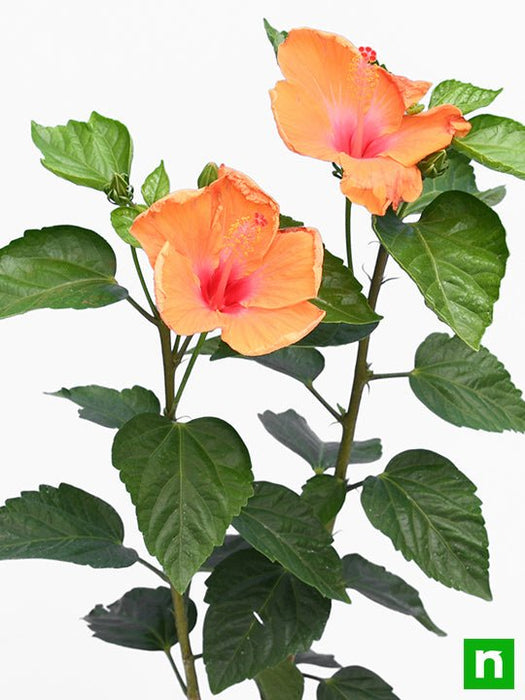 hibiscus - plant