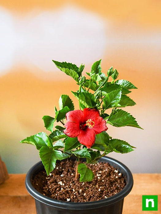 hibiscus - plant