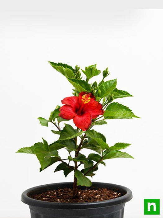 hibiscus - plant