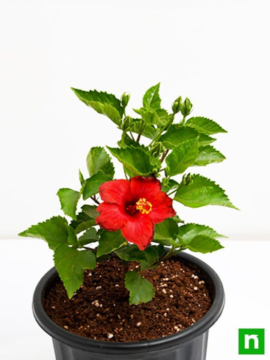 hibiscus - plant