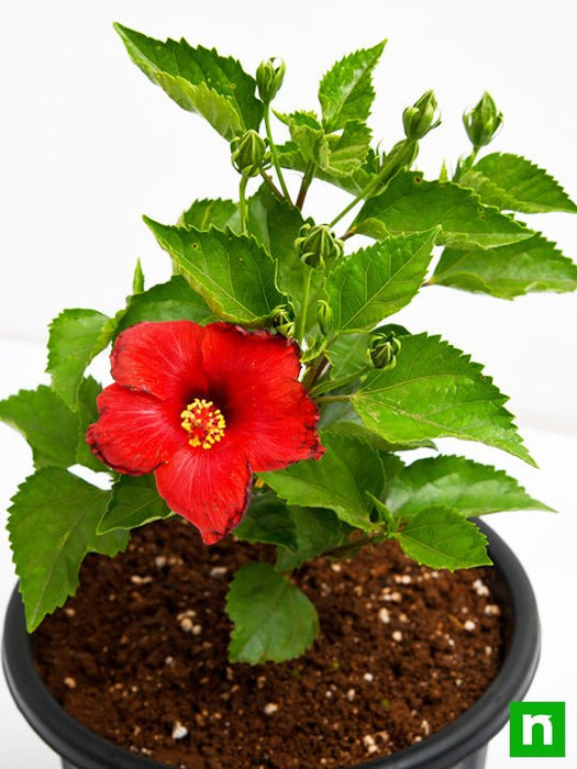 hibiscus - plant