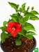 hibiscus - plant