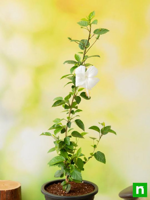 hibiscus - plant