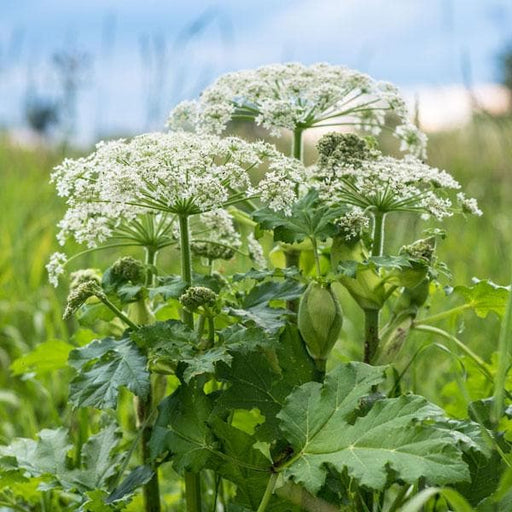 hog weed - plant