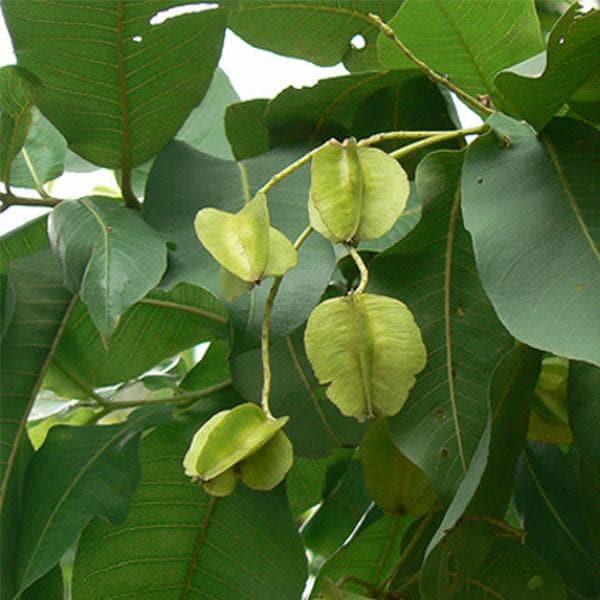 holoptelea integrifolia - plant