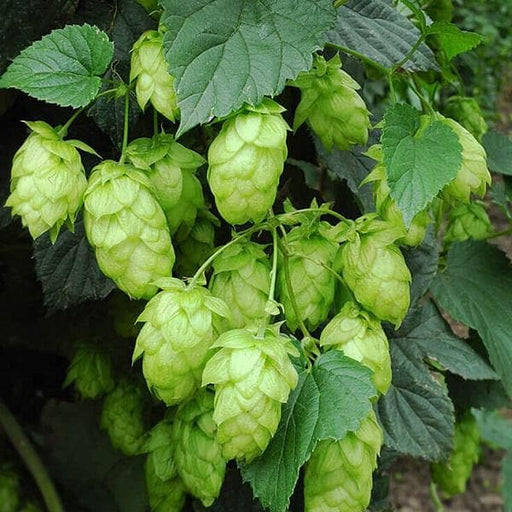 hops - plant