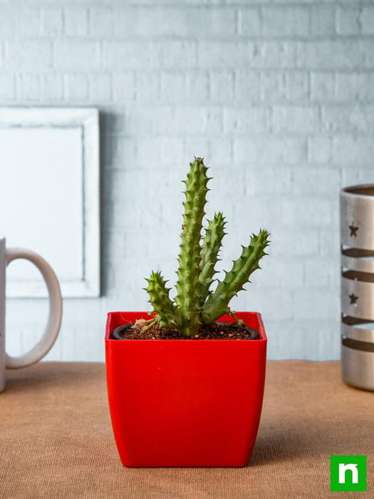 huernia zebrina - plant