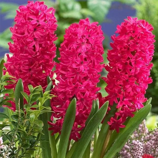 hyacinth scarlet pearl (pink) - bulbs (set of 5)