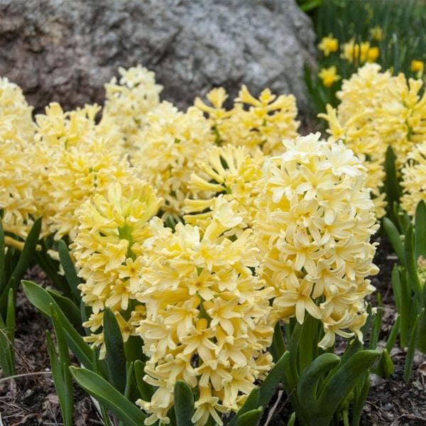 hyacinth (yellow stone) - bulbs (set of 5)