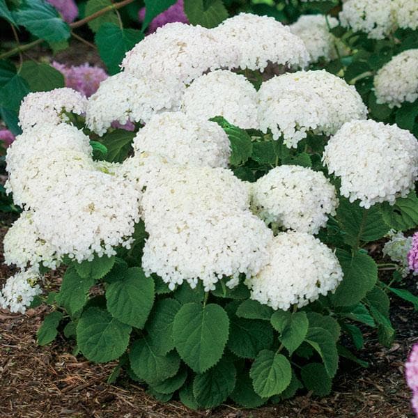 hydrangea arborescens - plant