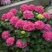 hydrangea macrophylla (pink) - plant