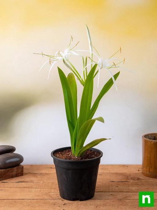 hymenocallis caribaea - plant