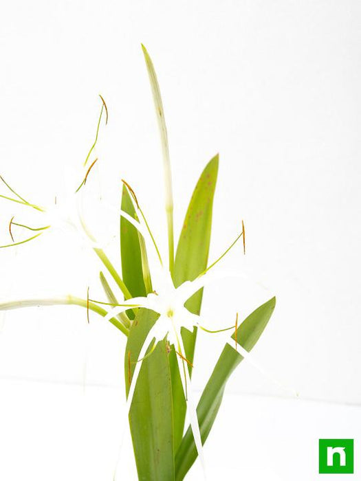 hymenocallis caribaea - plant