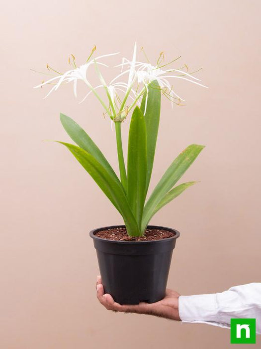 hymenocallis caribaea - plant