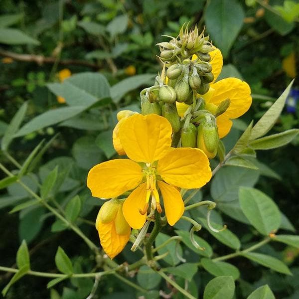 indian senna - plant