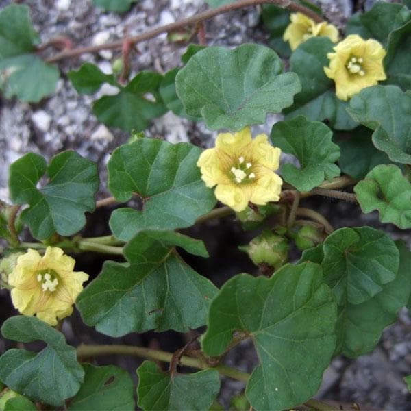 ipomoea reniformis - plant