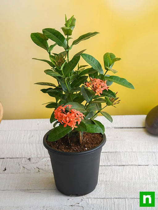 ixora dwarf (orange) - plant