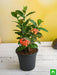 ixora dwarf (orange) - plant