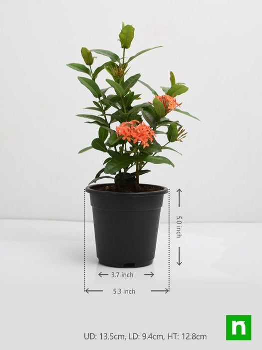 ixora dwarf (orange) - plant