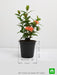 ixora dwarf (orange) - plant