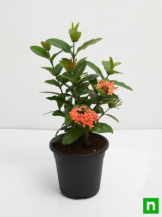 ixora dwarf (orange) - plant