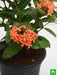 ixora dwarf (orange) - plant