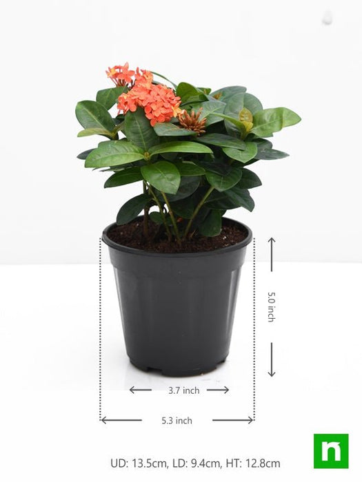 ixora dwarf (peach) - plant