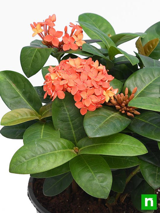 ixora dwarf (peach) - plant