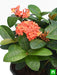 ixora dwarf (peach) - plant