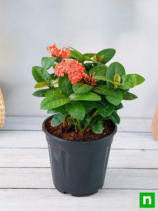 ixora dwarf (peach) - plant