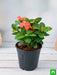 ixora dwarf (peach) - plant