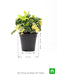 ixora dwarf (yellow) - plant