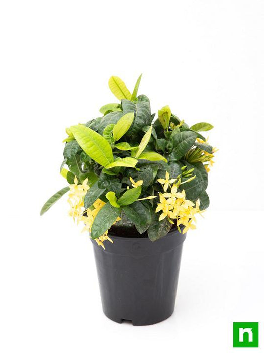 ixora dwarf (yellow) - plant