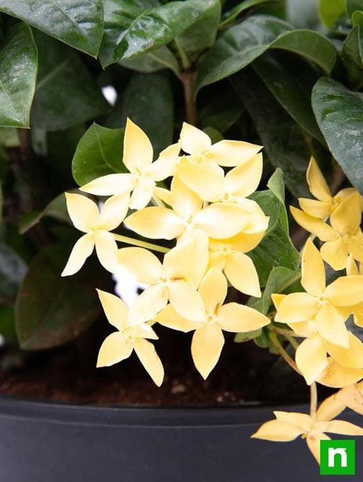 ixora dwarf (yellow) - plant