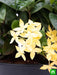 ixora dwarf (yellow) - plant