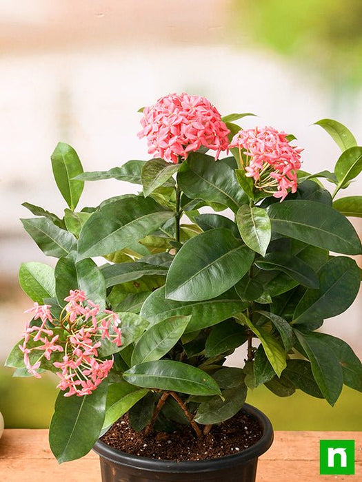 ixora long - plant