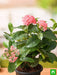 ixora long - plant