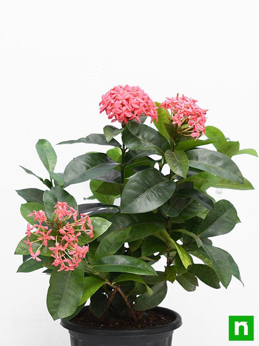 ixora long - plant