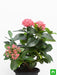 ixora long - plant