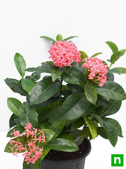 ixora long - plant