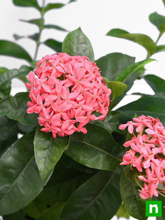 ixora long - plant