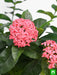 ixora long - plant