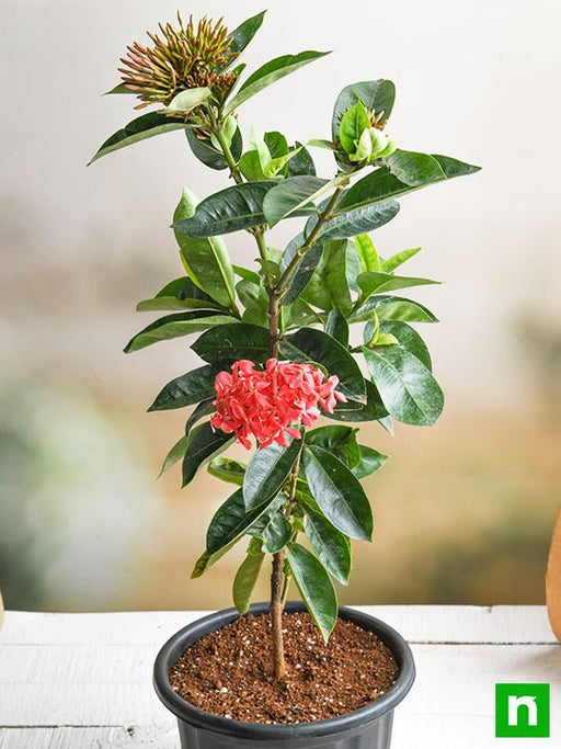 ixora long - plant