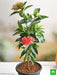 ixora long - plant