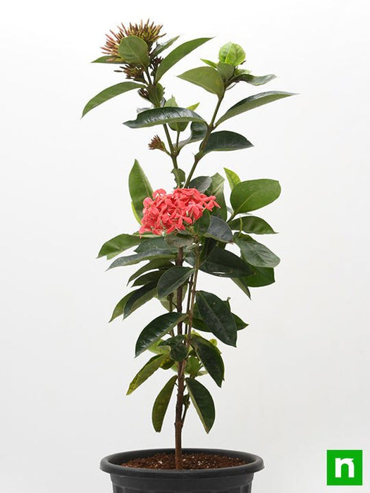 ixora long - plant