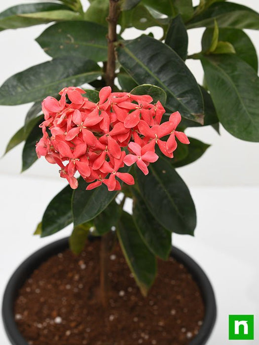 ixora long - plant