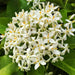 ixora long - plant