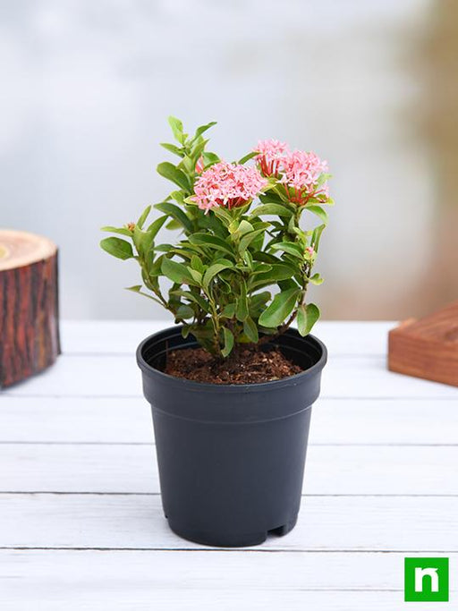 ixora mini dwarf (any color) - plant